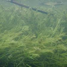 Attēlu rezultāti vaicājumam “Chara intermedia male”