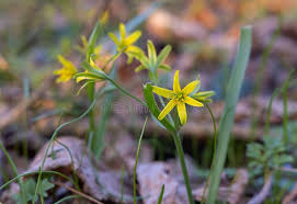 Attēlu rezultāti vaicājumam “Gagea lutea flower”