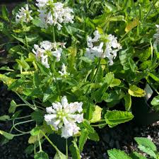 Attēlu rezultāti vaicājumam “Stachys officinalis bud”