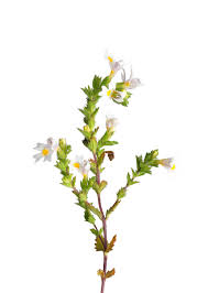 Attēlu rezultāti vaicājumam “Euphrasia”
