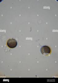 Attēlu rezultāti vaicājumam “Licea minima”