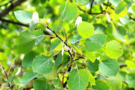 Attēlu rezultāti vaicājumam “Populus tremula”