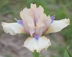 Image result for Sutton Vipers