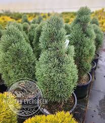 Attēlu rezultāti vaicājumam “Pinus sylvestris”