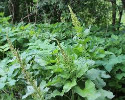 Attēlu rezultāti vaicājumam “Chenopodium bonus-henricus leaf”