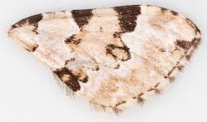 Attēlu rezultāti vaicājumam “Colostygia pectinataria female”