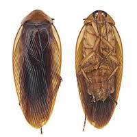 Attēlu rezultāti vaicājumam “Blattoptera”