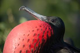 Image result for Fregata aquila