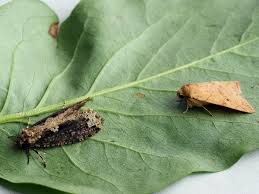 Attēlu rezultāti vaicājumam “Scardia boletella”