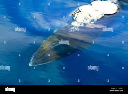 Image result for Balaenoptera bonaerensis