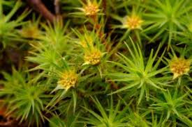 Attēlu rezultāti vaicājumam “Polytrichum commune var. perigoniale”