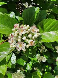 Attēlu rezultāti vaicājumam “Crataegus persimilis leaf”