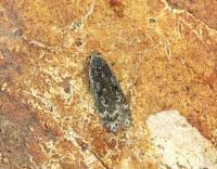 Attēlu rezultāti vaicājumam “Anacampsis blatariella”