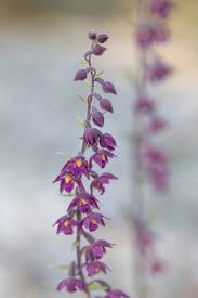 Attēlu rezultāti vaicājumam “Epipactis atrorubens fruit”