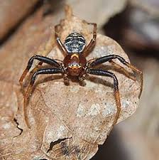 Attēlu rezultāti vaicājumam “Xysticus bifasciatus”