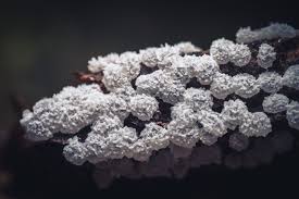 Attēlu rezultāti vaicājumam “Ceratiomyxa morchella macro”