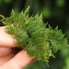 Attēlu rezultāti vaicājumam “Thuidium”