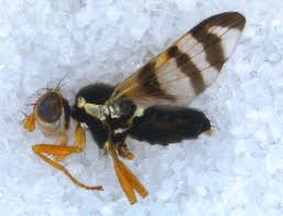 Attēlu rezultāti vaicājumam “Urophora jaceana”