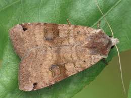 Attēlu rezultāti vaicājumam “Xestia baja”