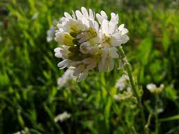 Attēlu rezultāti vaicājumam “Berteroa incana flower”