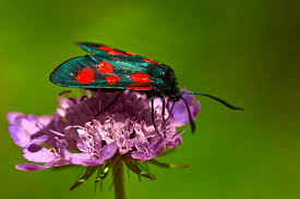 Attēlu rezultāti vaicājumam “Zygaena viciae”