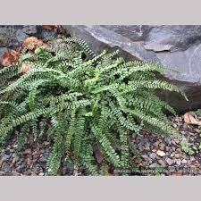 Attēlu rezultāti vaicājumam “Asplenium trichomanes”