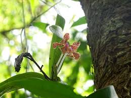 Attēlu rezultāti vaicājumam “Erysimum hieracifolium fruit”