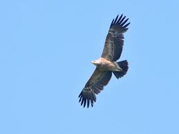 Attēlu rezultāti vaicājumam “Aquila pomarina”