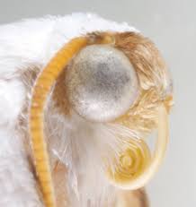 Attēlu rezultāti vaicājumam “Lomographa bimaculata”