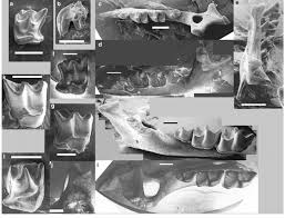 Attēlu rezultāti vaicājumam “Sorex sp.”