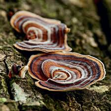Attēlu rezultāti vaicājumam “Trametes versicolor”