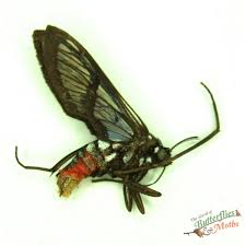 Attēlu rezultāti vaicājumam “Arctiidae”