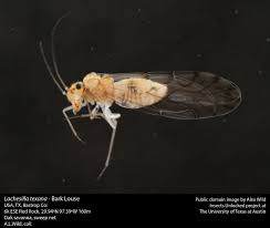 Attēlu rezultāti vaicājumam “Licea chelonoides sessile”