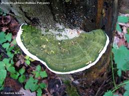 Attēlu rezultāti vaicājumam “Trametes gibbosa”