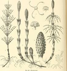 Attēlu rezultāti vaicājumam “Equisetum”