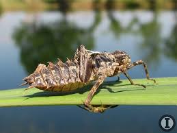 Attēlu rezultāti vaicājumam “Epitheca bimaculata”