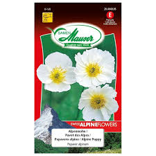 Image result for Alpenmohn
