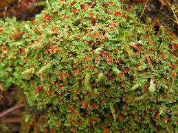 Attēlu rezultāti vaicājumam “Cladonia norvegica”