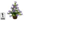 Image result for Campanula formanekiana
