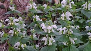 Attēlu rezultāti vaicājumam “Lamium album”