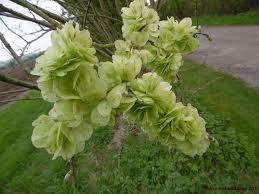 Attēlu rezultāti vaicājumam “Stellaria holostea fruit”
