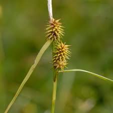 Attēlu rezultāti vaicājumam “Carex lepidocarpa fruit”