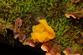 Attēlu rezultāti vaicājumam “Steccherinum bourdotii”