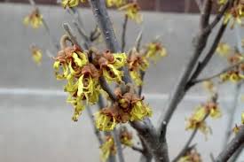 Attēlu rezultāti vaicājumam “Hamamelis vernalis bud”