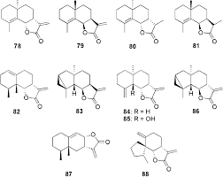Attēlu rezultāti vaicājumam “Paraleucobryum longifolium sporophyte”