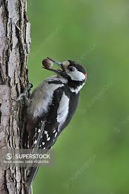 Attēlu rezultāti vaicājumam “Dendrocopos major male”
