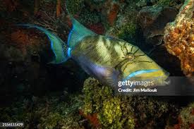 Image result for Balistes vetula