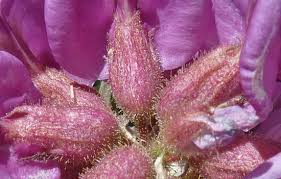 Attēlu rezultāti vaicājumam “Robinia neomexicana flower”