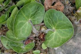 Attēlu rezultāti vaicājumam “Asarum europaeum leaf”