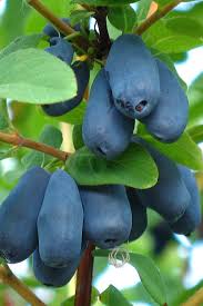 Attēlu rezultāti vaicājumam “Lonicera caerulea var. pallasii fruit”